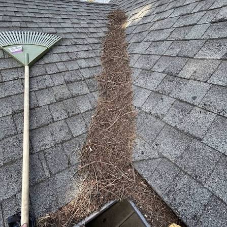 image of pine needles laying on the roof